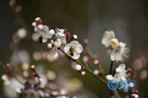 中山公园的梅花。宋新华 摄