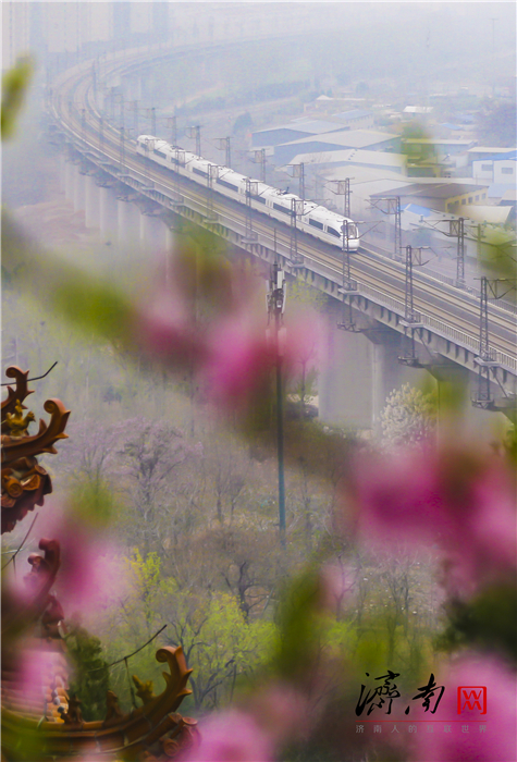 济南列车穿越花海开向春天