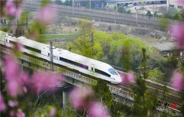 济南列车穿越花海开向春天