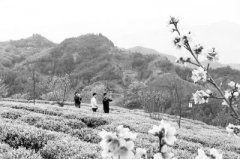宁德寿宁竹管垅乡打造一片“茶乡花海