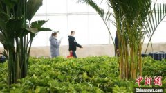 甘肃榆中百万株花卉绽放“待客”:游人花海畅