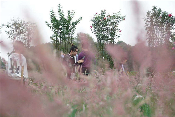 湖南省植物园又成了网红，原因是这片粉红色花海