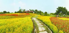 厦门园博苑等公园迎来秋日春景 各色花