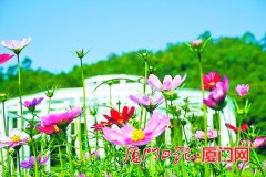 厦门北斗七星园预计6月开放 分为花海、