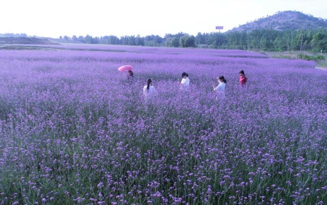 安徽巢湖：紫色花海醉游人