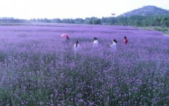 安徽巢湖:紫色花海醉游人