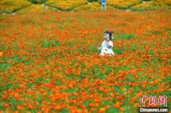 福州花海公園大片硫華菊盛開引游人