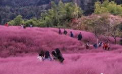 天津首个“7D花海天空之境”开放?全国