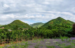 【视觉陕西】陕西渭南:天留山下紫色花海惹