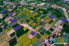 【“飞阅”中国】航拍祁连山下万亩花