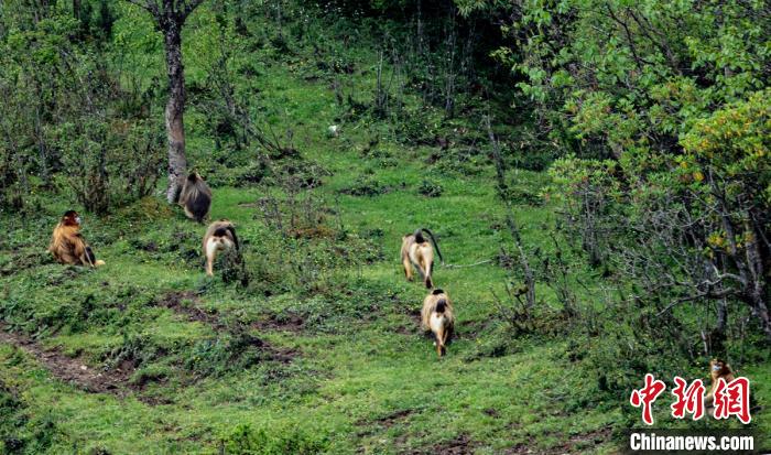 川金丝猴群在林边草地游玩。　高华康 摄