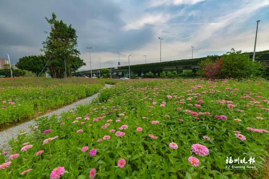 一闹一静快来打卡！福州城区新增两处近万平方米花海