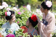 雲賞牡丹,千裡之外也可“漫步”花海