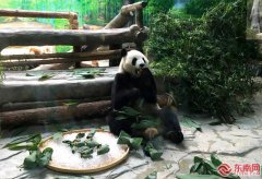 厦门灵玲动物萌宠欢乐过端午 乐享美味