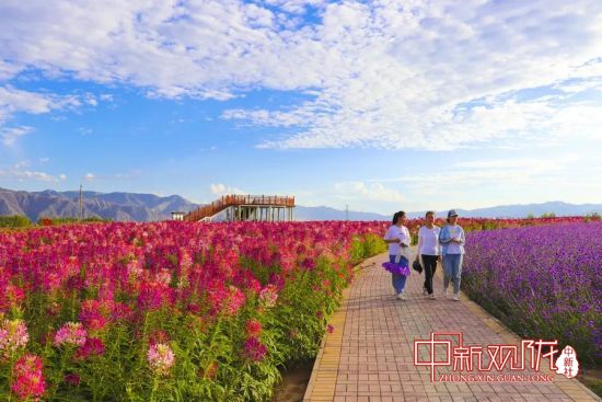 白银区：凤园花开“荷美湿地” 民众享美食与视