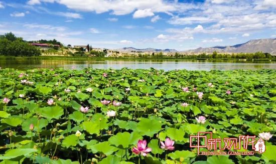 白银区：凤园花开“荷美湿地” 民众享美食与视