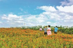 无锡:荒地变花海成为市民休闲好去处