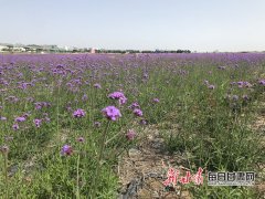 垃圾场变花海 甘肃省检察院举行公益诉讼检查
