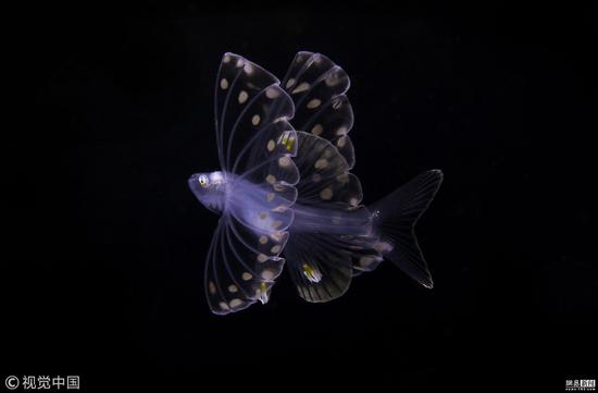 三角架鱼幼体。美国摄影师Suzan Meldonian拍摄，微距游泳组冠军。