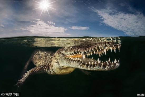 意大利摄影师Massimo Giorgetta拍摄，水上/水下组亚军。住在美州红树林里的美洲鳄。