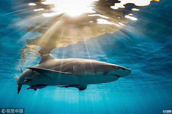 巴哈马群岛，柠檬鲨被照耀在下午的暖阳下。美国摄影师Tanya Houppermans拍摄，鲨鱼组亚军。