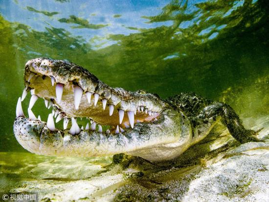 图为当地时间2017年3月14日，意大利摄影师Massimo Giorgetta拍摄，水上/水下组亚军。住在美州红树林里的美洲鳄。 图片来源：视觉中国
