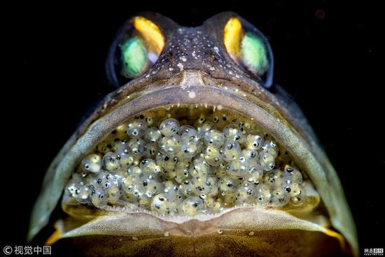 大颚鱼和嘴里的卵。中国摄影师周春（音译）拍摄，微距特写组冠军。