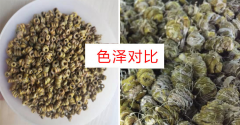 新鲜铁皮枫斗鲜条
