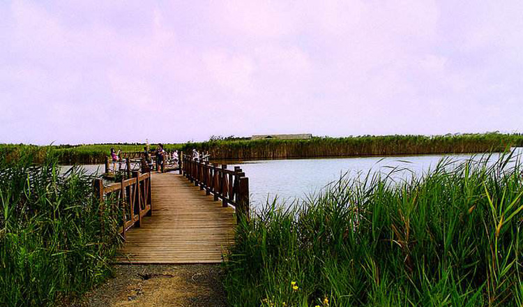 上海东滩湿地公园