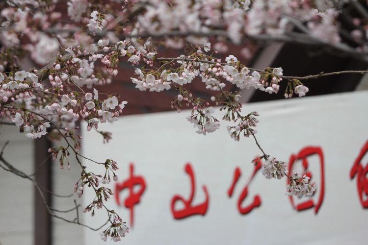第一风口|青岛五年内要当樱花节“顶流”！凭啥？这些刷屏的樱花景区都是青岛供货