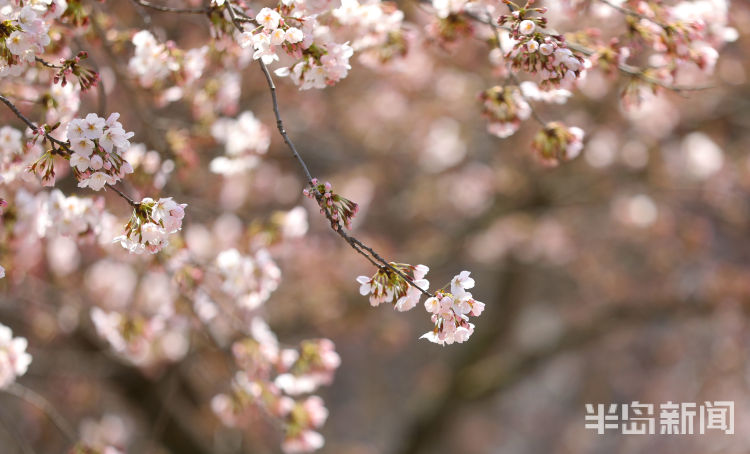 第一风口|青岛五年内要当樱花节“顶流”！凭啥？这些刷屏的樱花景区都是青岛供货